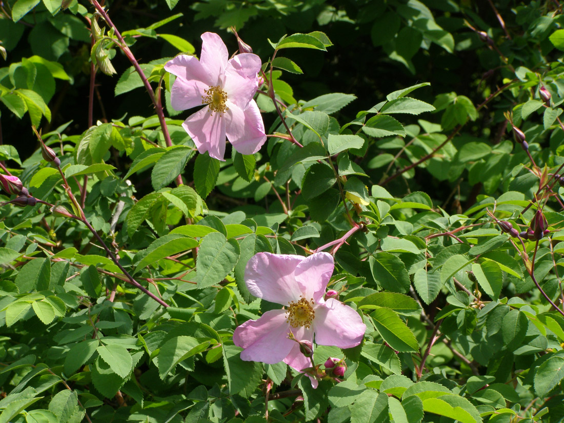 Image of Rosa glabrifolia specimen.