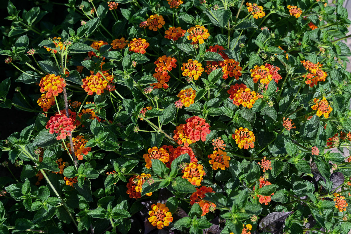 Изображение особи Lantana camara.