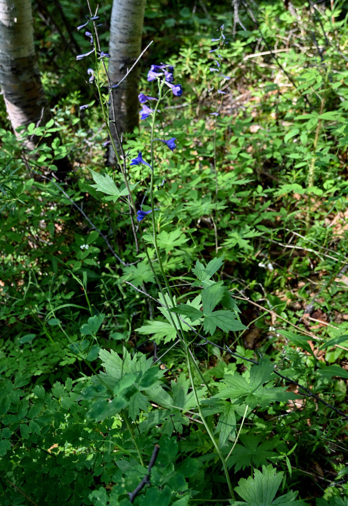 Image of Delphinium elatum specimen.