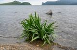 Iris setosa. Отплодоносившее растение. Курильские о-ва, о-в Кунашир, берег оз. Лагунное, каменисто-песчаный пляж, у воды. 18.08.2022.
