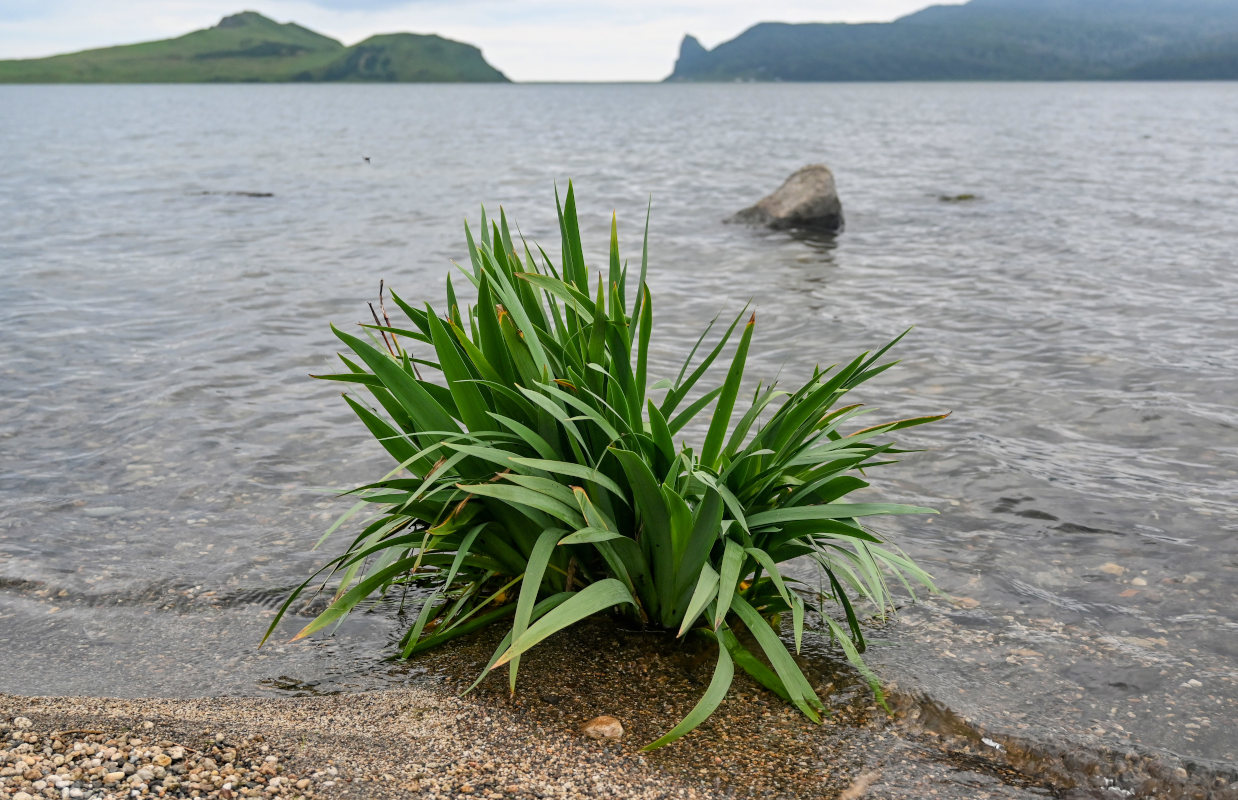 Image of Iris setosa specimen.