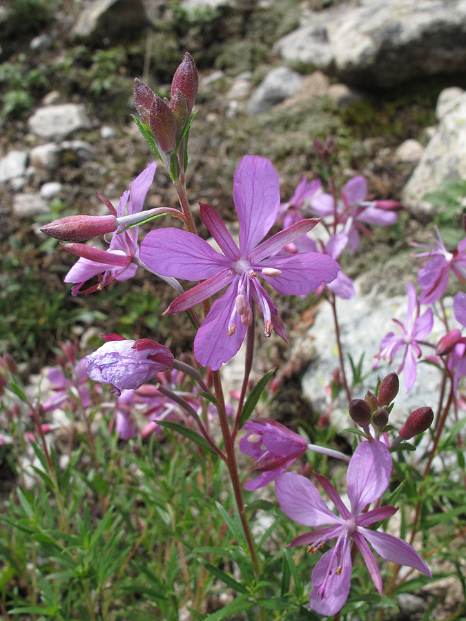 Image of Chamaenerion colchicum specimen.