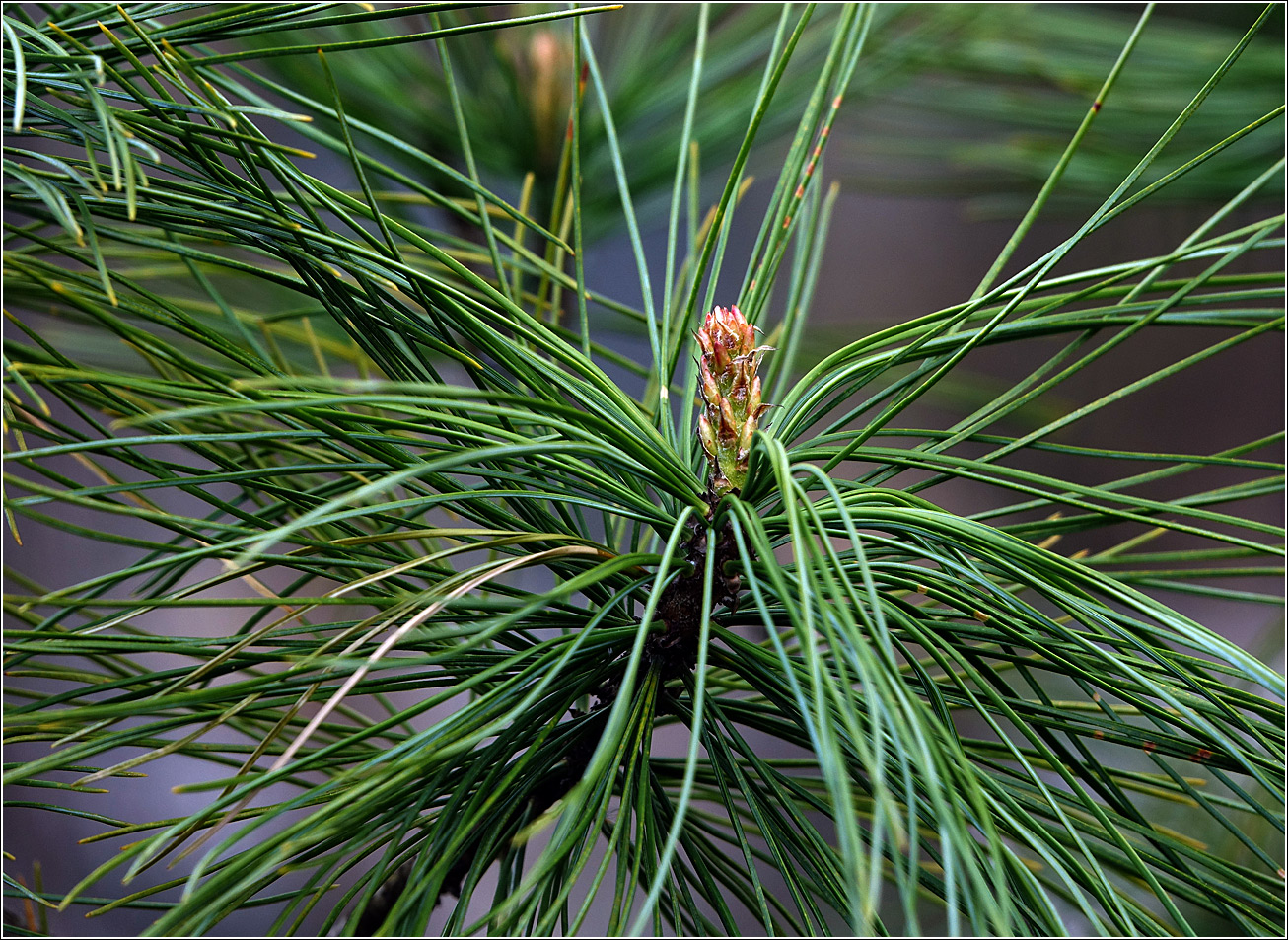 Image of Pinus sibirica specimen.