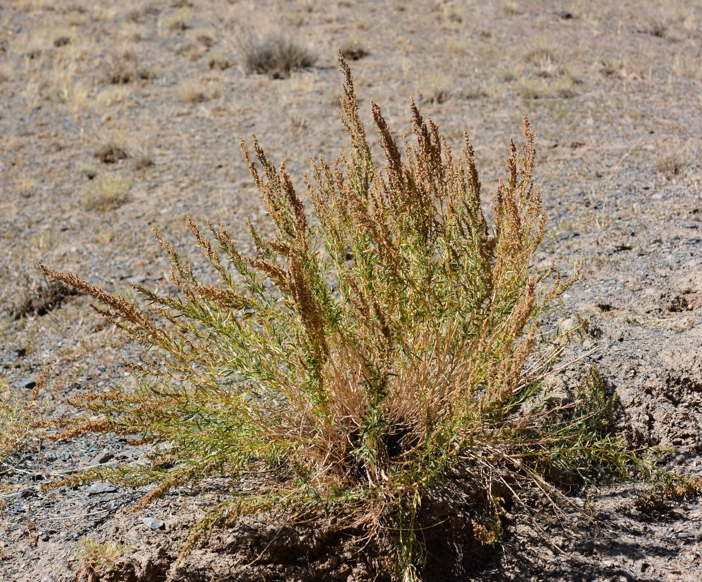 Image of Artemisia dracunculus specimen.