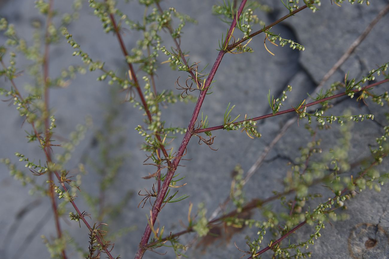 Изображение особи Artemisia scoparia.