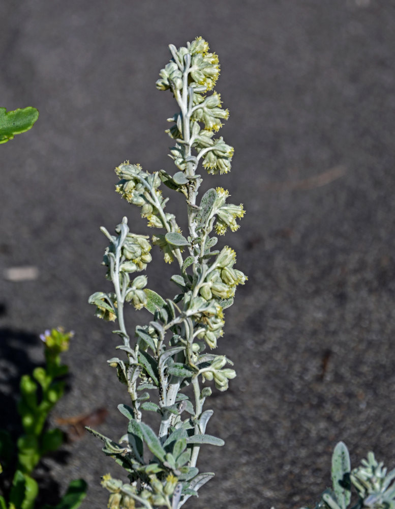 Изображение особи Artemisia stelleriana.