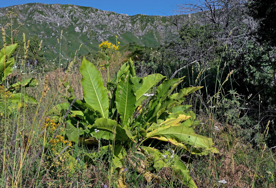 Изображение особи Inula macrophylla.