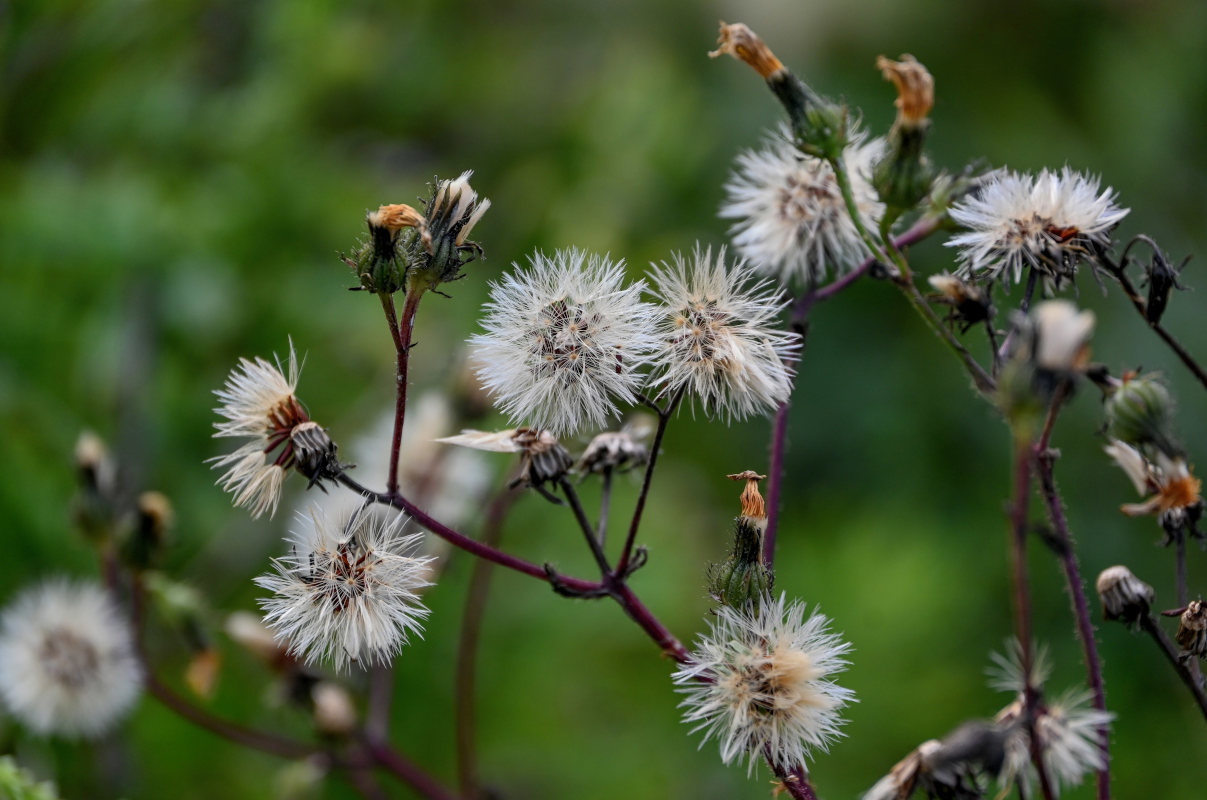 Image of Picris japonica specimen.