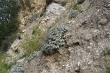 Salvia canescens разновидность daghestanica. Отцветшее растение. Чечня, Шаройский р-н, левый берег р. Шароаргун в 1 км выше устья р. Кенхи, конгломератный склон. 12 августа 2023 г.
