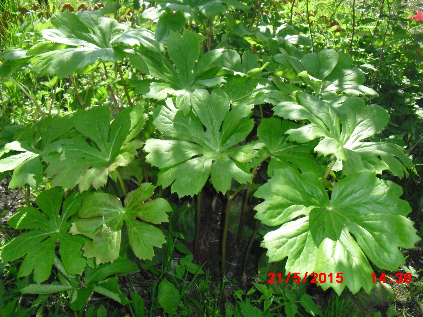 Изображение особи Podophyllum peltatum.