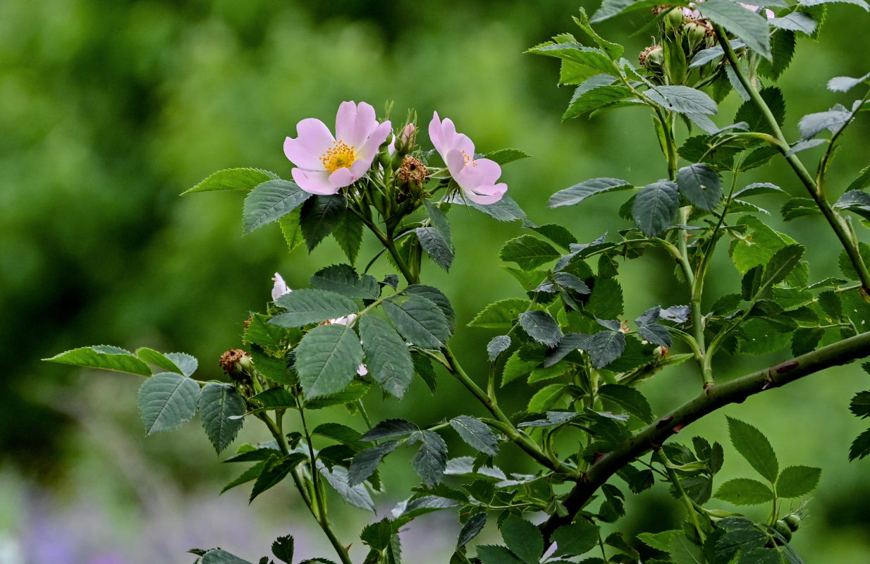 Изображение особи Rosa oxyodon.