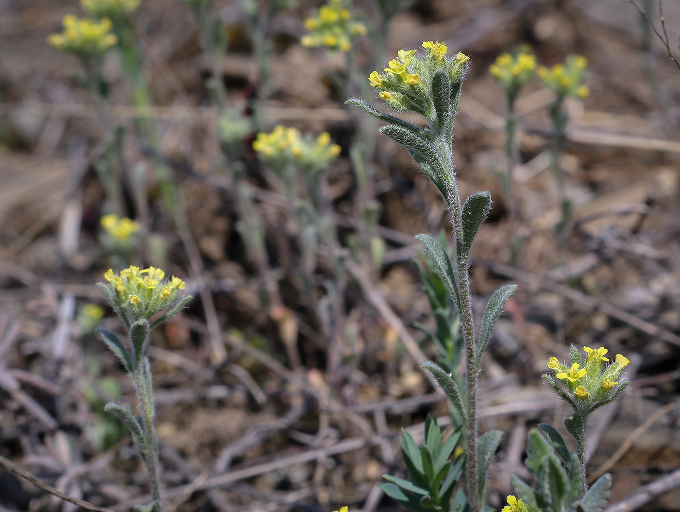 Image of Alyssum hirsutum specimen.