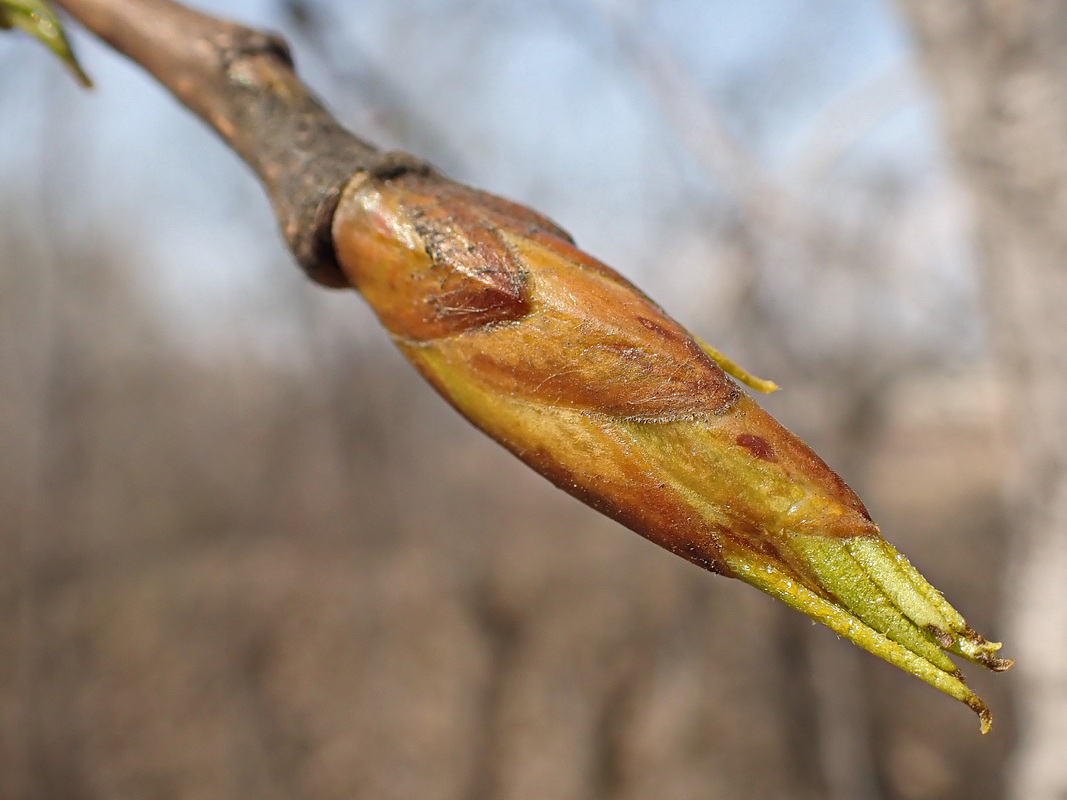 Изображение особи Populus suaveolens.