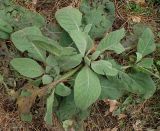 Verbascum thapsus