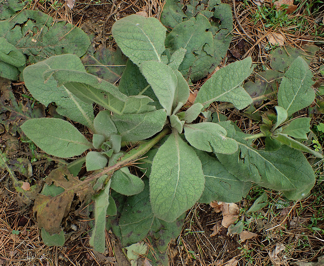 Изображение особи Verbascum thapsus.