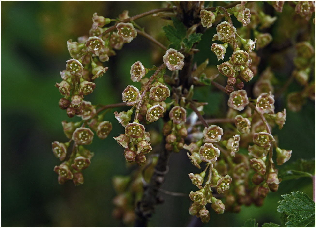 Изображение особи Ribes rubrum.