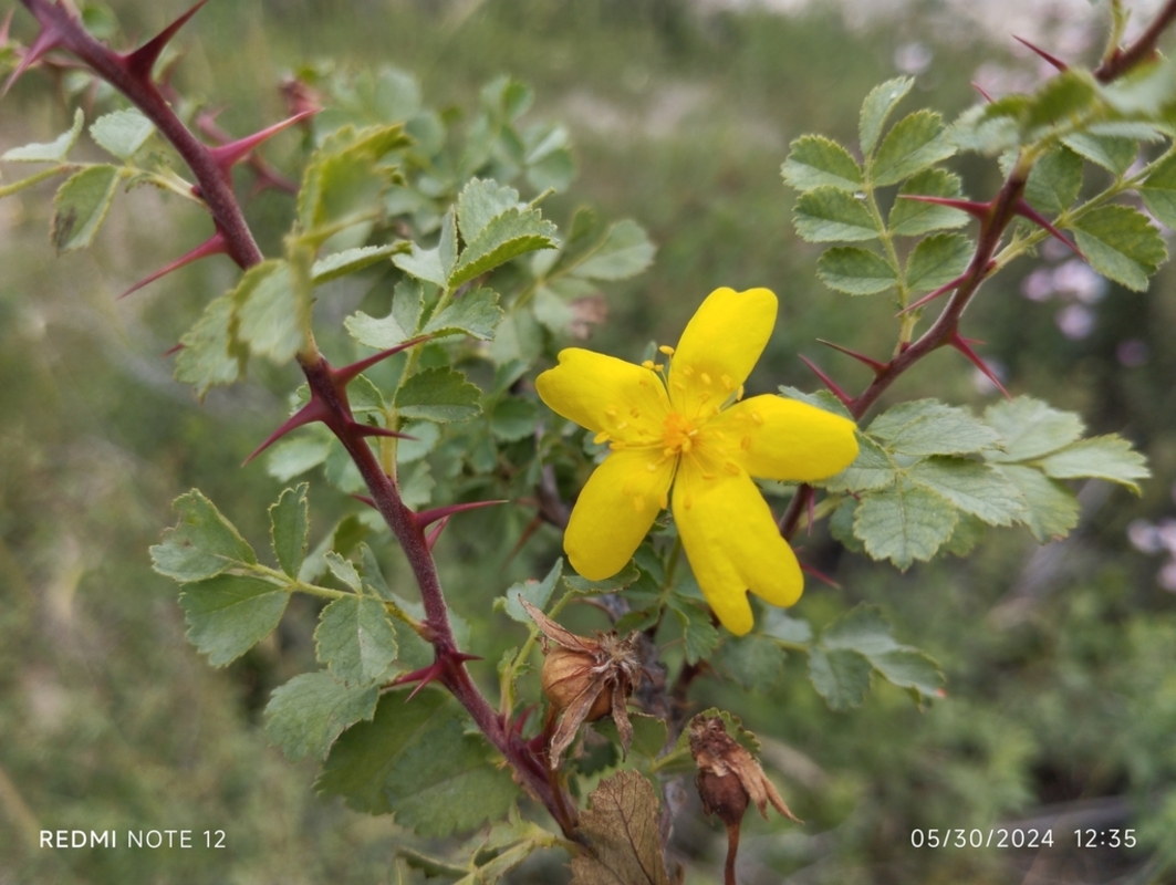 Image of genus Rosa specimen.