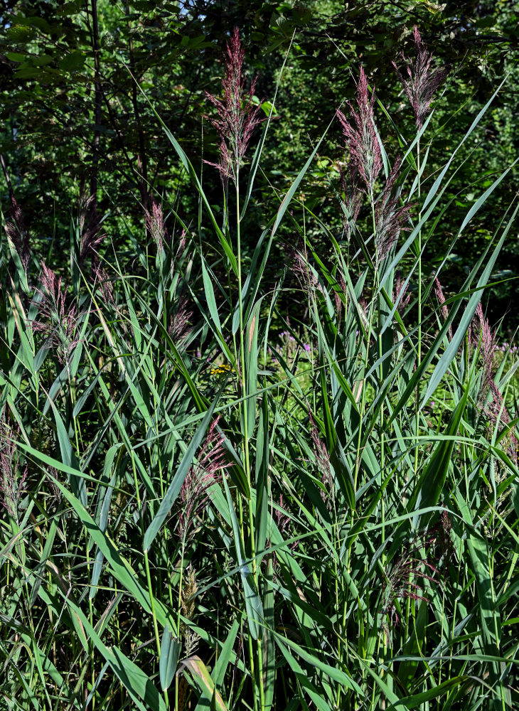 Изображение особи Phragmites australis.