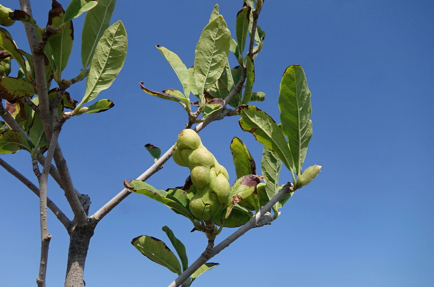 Image of Magnolia stellata specimen.