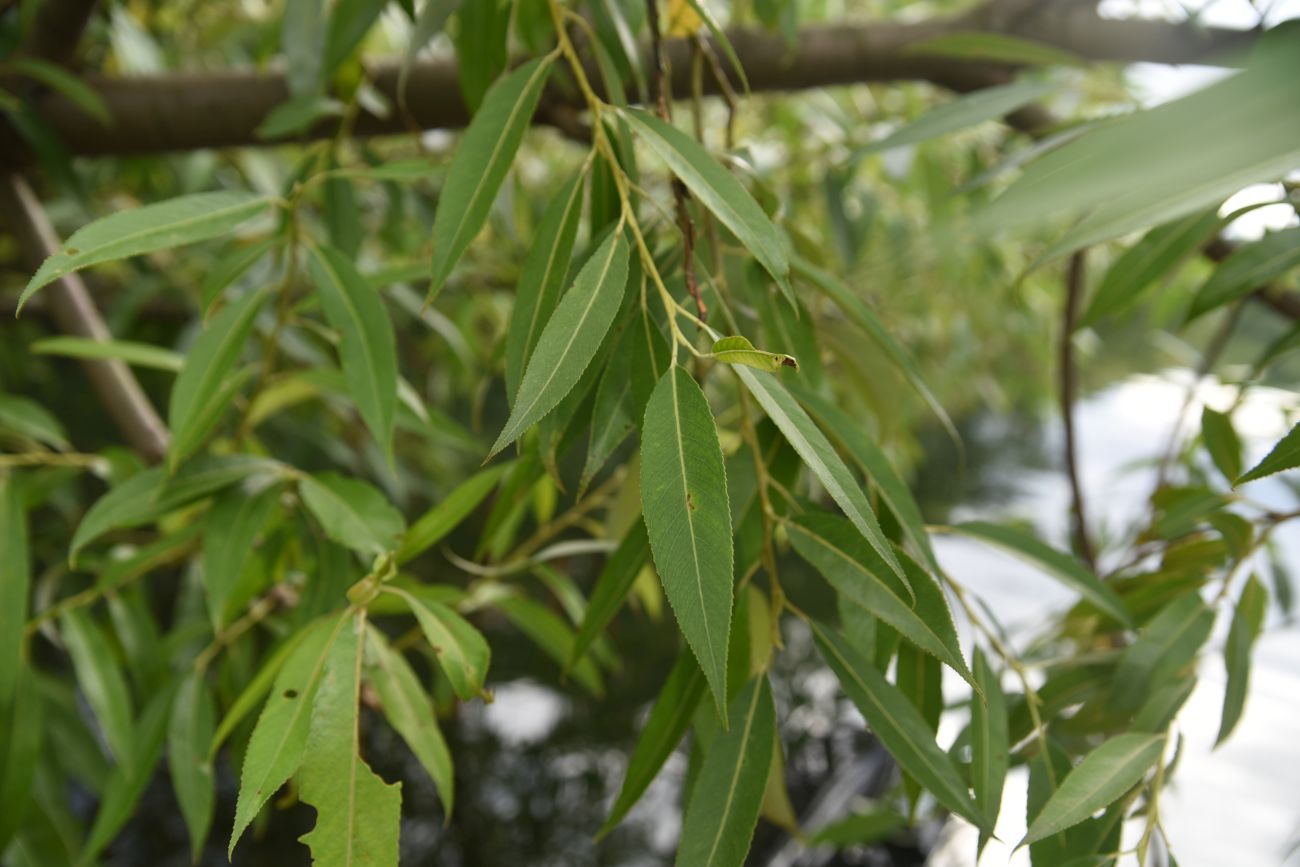 Image of genus Salix specimen.