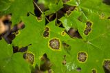 Acer platanoides. Листья, поражённые грибом Rhytisma acerinum (?). Самарская обл., Ставропольский р-н, окр. с. Жигули, Молодецкий курган, широколиственный лес. 7 сентября 2023 г.