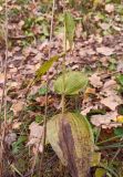 Epipactis helleborine. Нижняя часть плодоносящего растения с отмирающими листьями в осенней окраске. Московская обл., ГО Подольск, мкр-н Климовск, широколиственный лес. 26.10.2024.