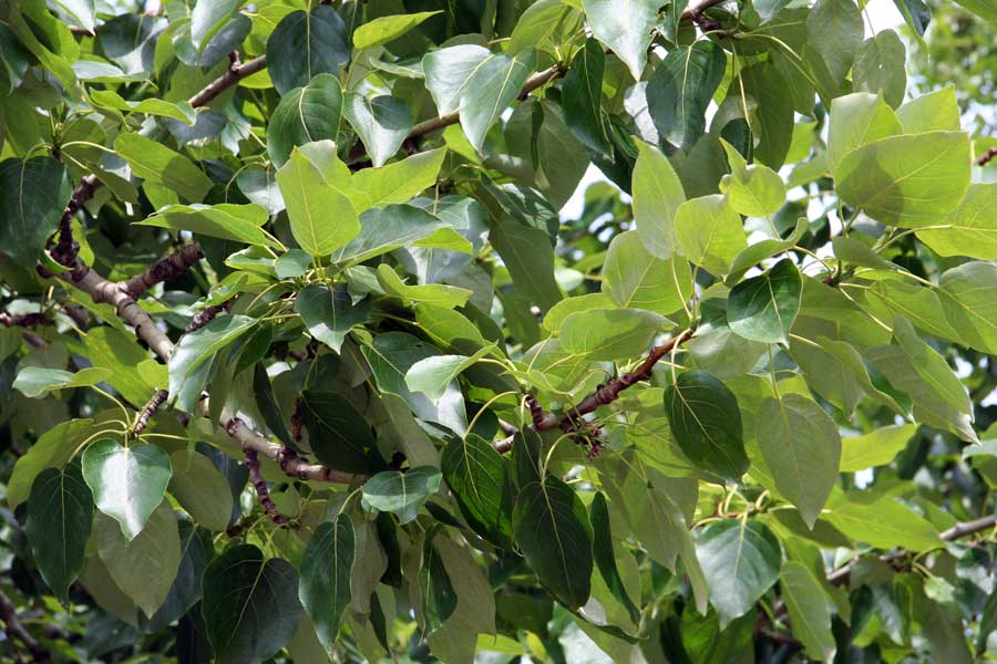 Image of genus Populus specimen.