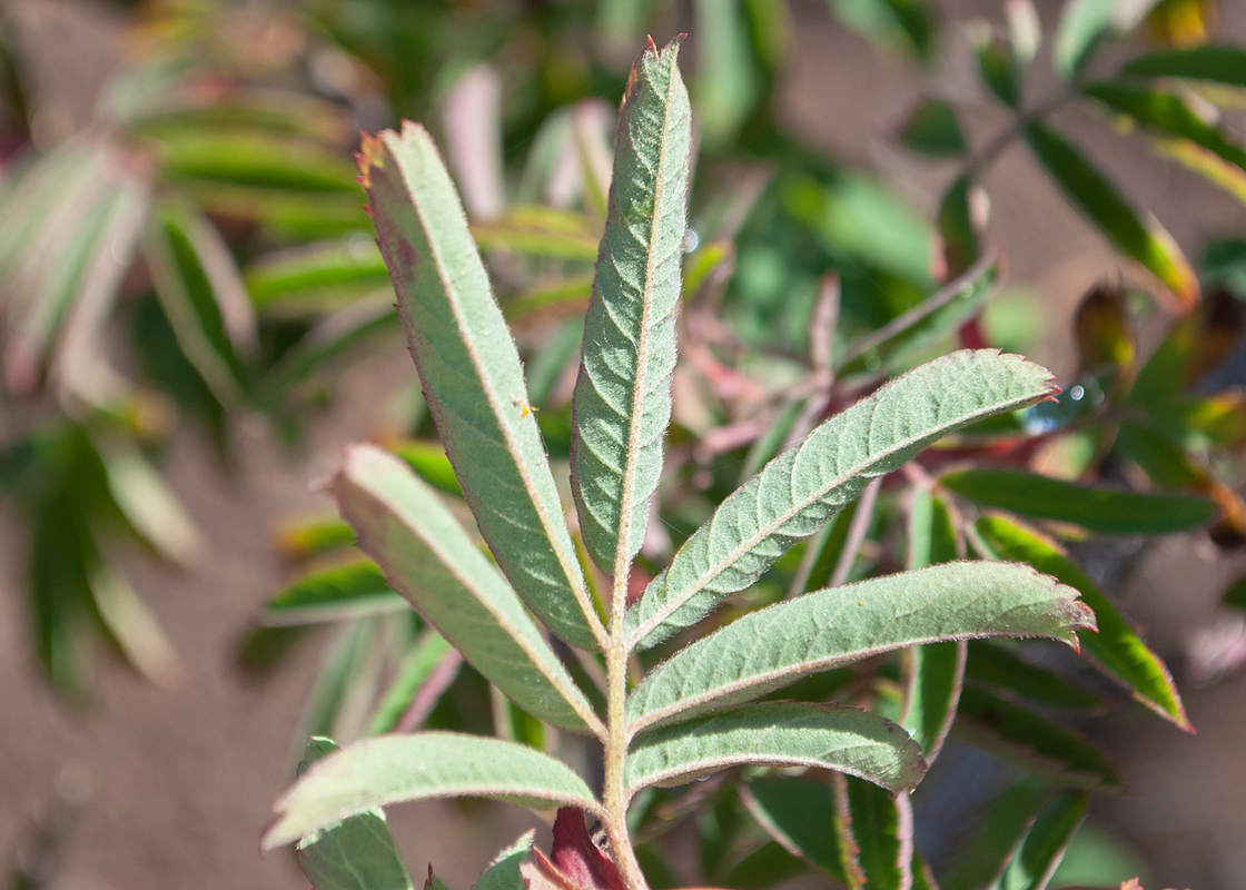 Image of genus Rosa specimen.