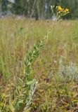 Hieracium virosum. Цветущее растение. Ульяновская обл., Мелекесский р-н, окр. с. Вишенка, остепнённый правый береговой склон р. Бирля. 29.07.2023.