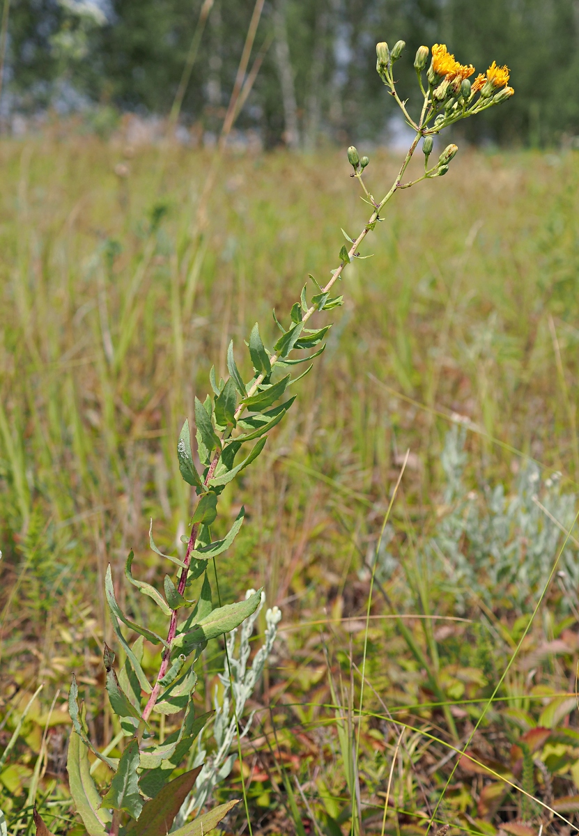 Изображение особи Hieracium robustum.