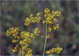 Galium verum. Верхушка побега с соцветиями. Московская обл., Раменский р-н, окр. ж.-д. платформы Хрипань, просека под ЛЭП.