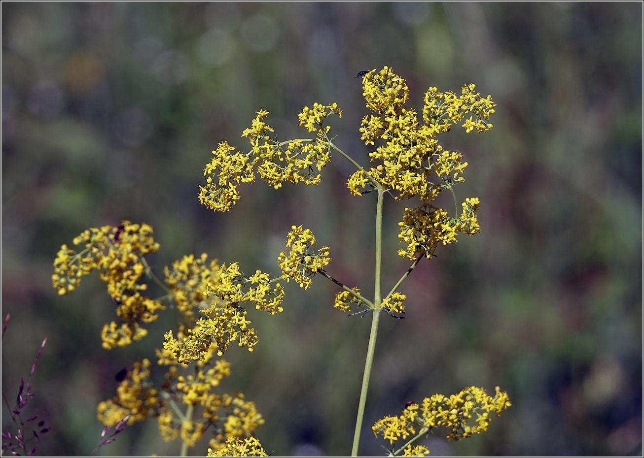 Изображение особи Galium verum.