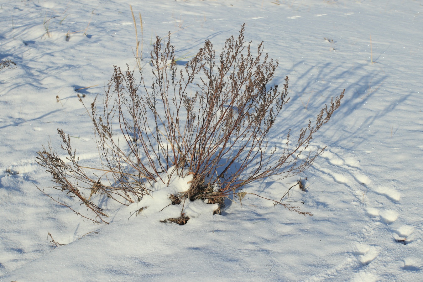 Изображение особи Artemisia campestris.