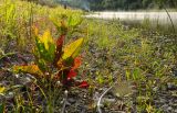 Rumex aquaticus