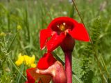 Phelypaea coccinea