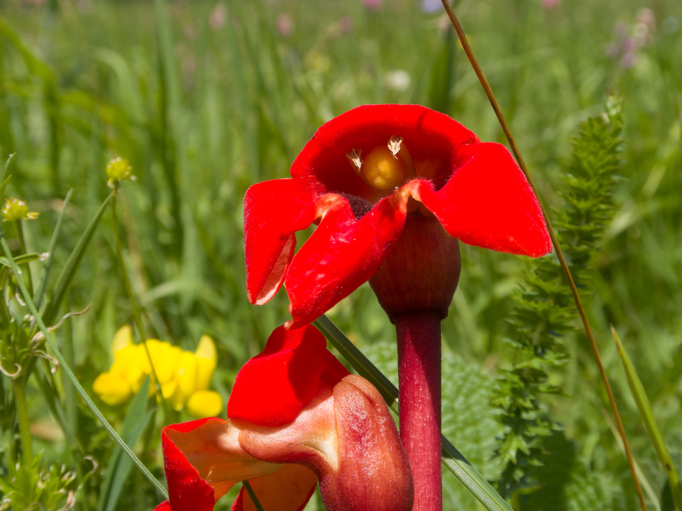 Изображение особи Phelypaea coccinea.