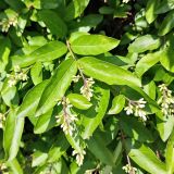 genus Ligustrum. Верхушки побегов с бутонами. Республика Беларусь, г. Витебск, ботанический сад ВГУ. Начало июня.