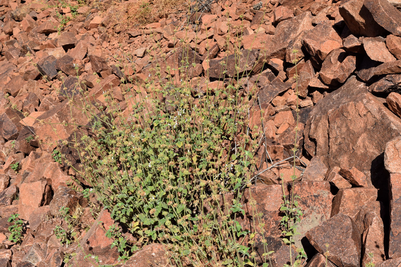 Изображение особи Stachys hissarica.