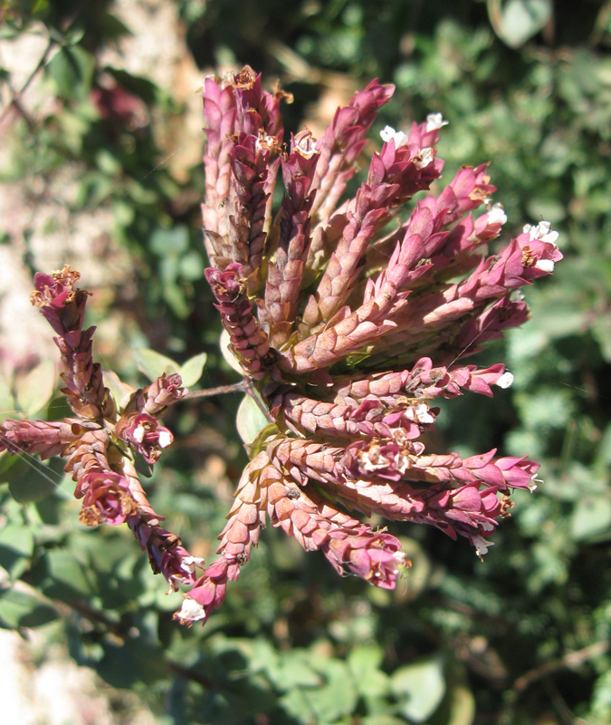 Изображение особи Origanum vulgare.