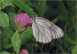 Trifolium pratense. Соцветие с кормящейся бабочкой Aporia crataegi. Московская обл., Раменский р-н, окр. ж.-д. платформы Хрипань, лужайка в смешанном лесу. 06.06.2013.