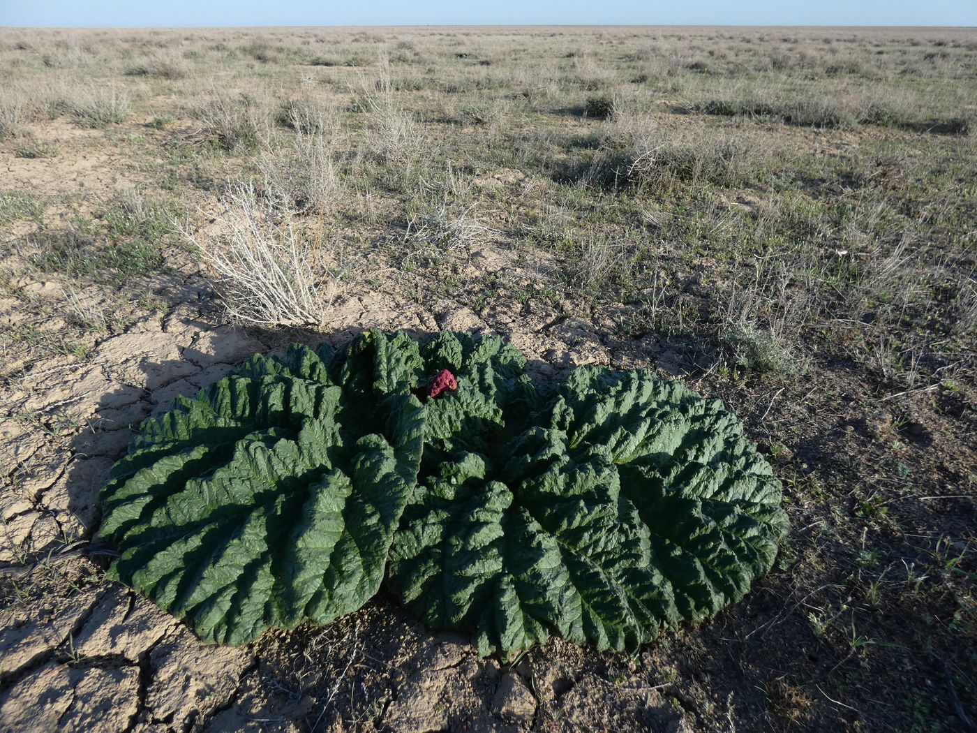 Image of Rheum tataricum specimen.