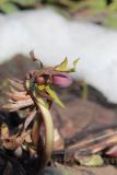 View full-size image Helleborus purpurascens