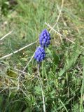 View full-size image genus Muscari