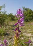 View full-size image Polygala major