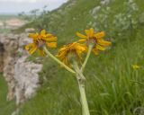 View full-size image Tephroseris caucasigena