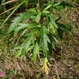 Смотреть изображение Artemisia integrifolia