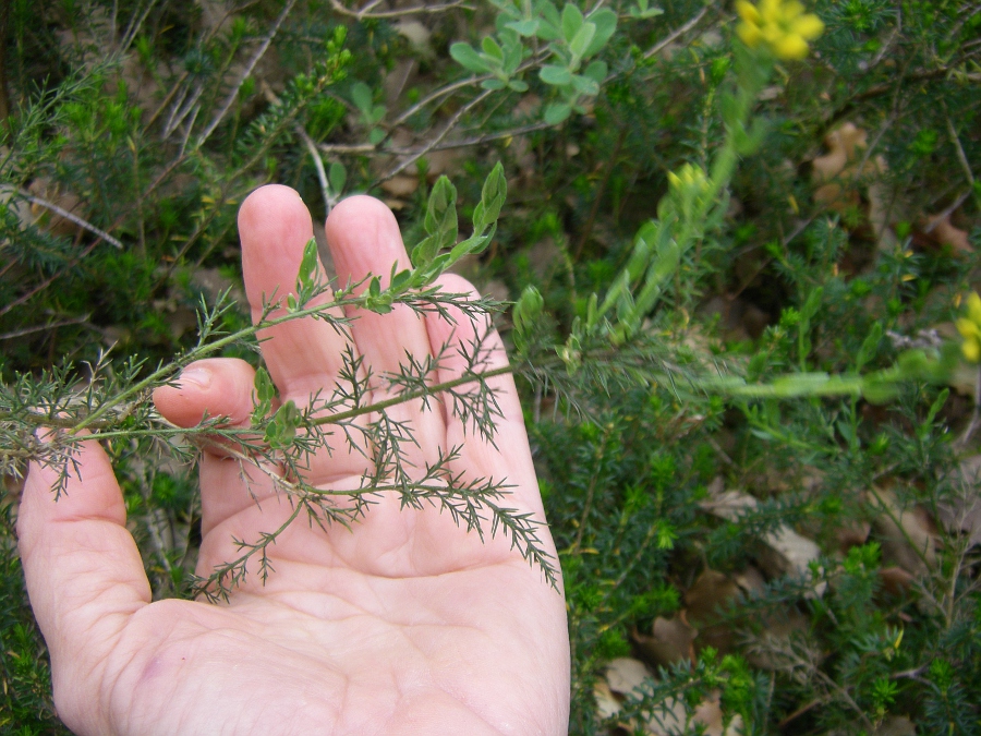 Image of genus Genista specimen.