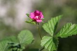View full-size image Rubus arcticus