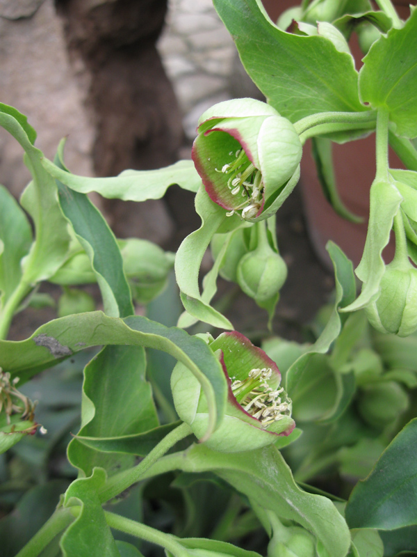 Изображение особи Helleborus foetidus.