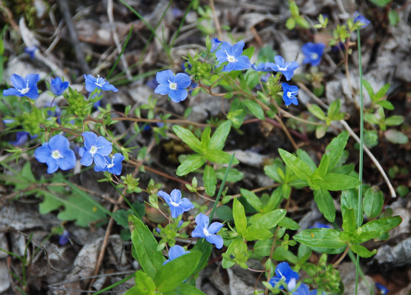 Image of Veronica umbrosa specimen.